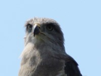Southern Banded Snake eagle