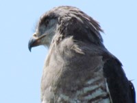 Royalty free pictures of birds. Free stock photos.
                Southern Banded Snake Eagle in St Lucia South Africa