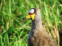 Royalty free pictures of birds. Free stock photos.
                Wattled Plover