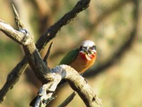 Royalty free pictures of birds. Free stock photos.
                White Fronted Bee Eater