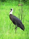 Royalty free pictures of birds. Free stock photos.
                Wooly Necked Stork