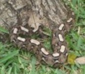 Royalty free pictures to use on my website. Stock
                photos of Reptiles. .