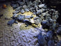 Royalty free pictures to use on my website. Stock
                photos of Reptiles. Baby Leatherback Turtles