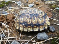Royalty free pictures to use on my website. Stock
                photos of Reptiles. Baby tortoise