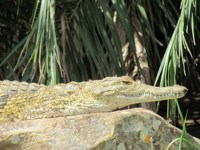 Royalty free pictures to use on my website. Stock
                photos of Reptiles. Nile crocodile basking in the sun in
                Hluhluwe