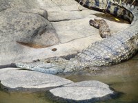 Royalty free pictures to use on my website. Stock
                photos of Reptiles. Crocodile attack