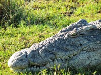 Royalty free pictures to use on my website. Stock
                photos of Reptiles. Mean Daddy crocodile