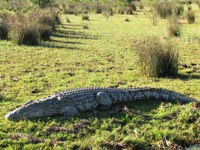 Royalty free pictures to use on my website. Stock
                photos of Reptiles. Largest crocodile