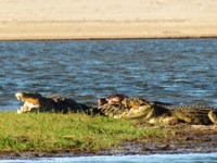 Royalty free pictures to use on my website. Stock
                photos of Reptiles. St Lucia Nile Crocodiles. Crocodile
                Tears