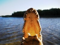Royalty free pictures to use on my website. Stock
                photos of Reptiles. Nile Crocodile attack