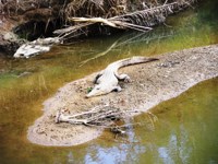 Royalty free pictures to use on my website. Stock
                photos of Reptiles. Nile crocodile crying crocodile
                tears on sandbar in Hluhluwe