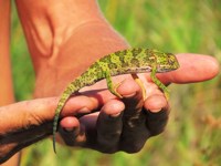 Royalty free pictures to use on my website. Stock
                photos of Reptiles. Flap necked chameleon baby