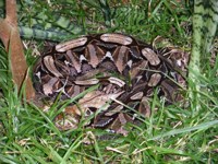 Gaboon Adder Pictures. Free Stock Photo