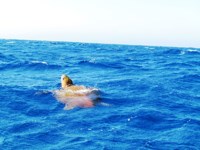 Royalty free pictures to use on my website. Stock
                photos of Reptiles. Loggerhead turtle