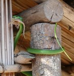 Royalty free snake pictures and images to use on my
                website