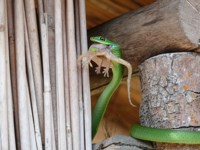 Natal Green Snake. Free pictures of snakes to use
                freely. Royalty free