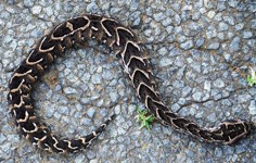 Royalty free pictures to use on my website. Stock
                photos of Reptiles. Puffadder