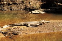 Royalty free pictures to use on my website. Stock
                photos of Reptiles. Nile crocodile in the Hluhluwe
                River