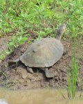 Royalty free pictures to use on my website. Stock
                photos of Reptiles. Terrapin