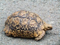 Royalty free pictures to use on my website. Stock
                photos of Reptiles. Baby tortoise
