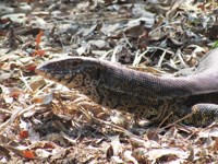 Royalty free pictures to use on my website. Stock
                photos of Reptiles. Water monitor in Africa