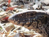 Royalty free pictures to use on my website. Stock
                photos of Reptiles. Monitor lizard