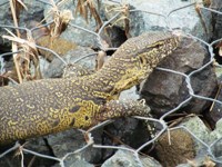 Royalty free pictures to use on my website. Stock
                photos of Reptiles. Water monitor lizard in St Lucia
                South Africa