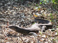 Royalty free pictures to use on my website. Stock
                photos of Reptiles. Water Monitor Lizard