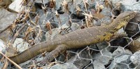 Royalty free pictures to use on my website. Stock
                photos of Reptiles. Water monitor in the sun