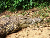 Royalty free pictures to use on my website. Stock
                photos of Reptiles. Nile Crocodile mother on her nest