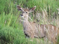 Royalty free pictures to use - baby Kudu