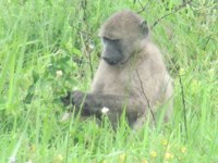 Royalty free pictures to use - Baby baboon