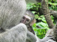Royalty free pictures to use. - baby Vervet monkey