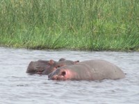 Royalty free pictures to use. Hippos in Africa