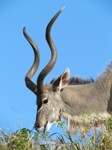Royalty free pictures to use. Kudu Bulls 1
