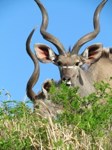 Royalty free pictures to use. Kudu Bulls 2