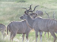 Royalty free pictures to use. Heard of Kudu