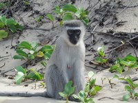 Royalty free photos to use. Vervet Monkey