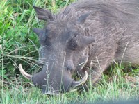 Royalty free photos to use. Warthog Boar