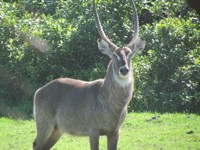 Royalty free photos to use. Young Waterbuck.
                Extreme Nature Tours