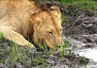 Royalty free Pictures of Lions to use