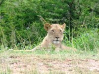 Royalty free pictures to use. Lioness chilling