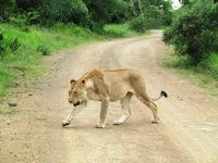 Royalty free pictures to use. Lion crossing Africa