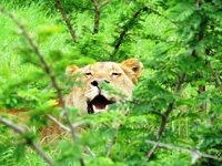 Royalty free pictures to use. Happy Lion