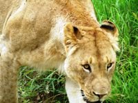 Royalty free pictures to use. Lioness