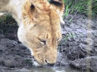 Royalty free pictures to use. Lioness dinking. Free
                in Africa