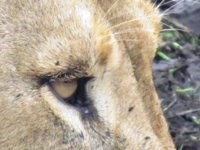 Royalty free pictures to use. Lioness eyes