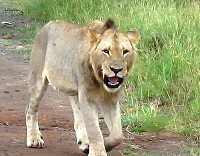 Royalty free pictures to use. Lion on Road
