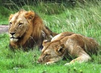 Royalty free pictures to use. Lion Lovers