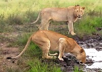 Royalty free pictures to use. Lion drinking water